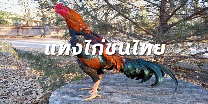 แทงไก่ชนไทย